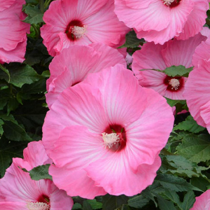 Hibiscus Perennial